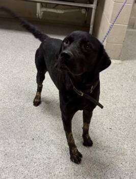 Rescue Labrador Retriever and Mixed Breed Dogs for Adoption in Conroe, Texas - FOSTER | PetCurious