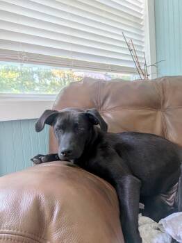 Gypsy -  Black Labrador Retriever Dog for Adoption in Orangeburg, South Carolina - Gypsy | PetCurious