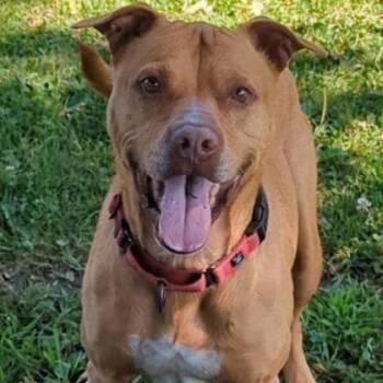 Cheerio -  Mixed Breed Dog for Adoption in Ashtabula, Ohio - Cheerio | PetCurious