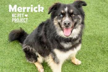Merrick -  Mixed Breed Dog for Adoption in Kansas City, Missouri - Merrick | PetCurious