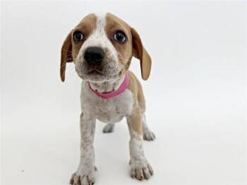 Terrier Dogs Available for Adoption in Brentwood, Missouri - VANILLA | PetCurious