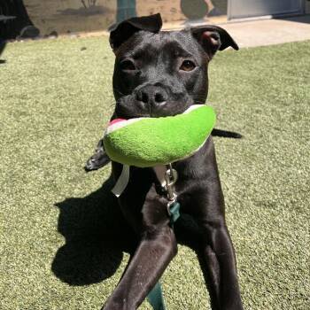 Dakoda -  Mixed Breed Dog for Adoption in Fairport, New York - Dakoda | PetCurious