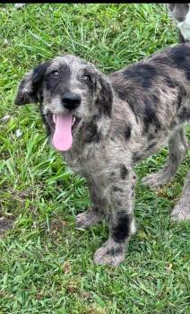 Dahlia -  Mixed Breed Dog Available for Adoption in Northwood, New Hampshire - Dahlia | PetCurious