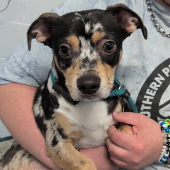 Bruno -  Chihuahua and Dachshund Dog for Adoption in Hattiesburg, Mississippi - Bruno | PetCurious