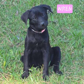 Labrador Retriever Dogs Available for Adoption - Wren | PetCurious