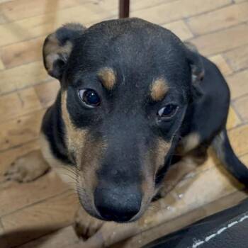 Dachshund Dogs Available for Adoption - Costanza | PetCurious