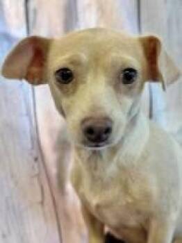 Chihuahua Dogs Available for Adoption - Ali  | PetCurious