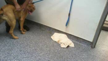 A1270380 -  Mixed Breed Dog for Adoption in Charlotte, North Carolina - A1270380 | PetCurious