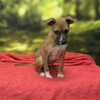Beau -  Boxer and Mixed Breed Dog for Adoption in Auburn, New Hampshire - Beau | PetCurious