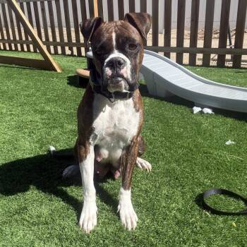 Venus -  Boxer Dog for Adoption in Woodinville, Washington - Venus | PetCurious