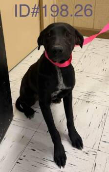 Black Labrador Retriever Dogs Available for Adoption - #198.26 | PetCurious