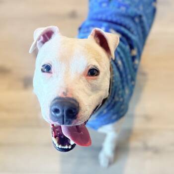Pit Bull Terrier Dogs Available for Adoption - Cookie | PetCurious