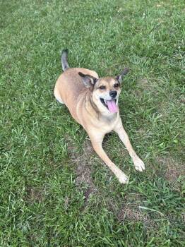 Mitch -  Carolina Dog Dog for Adoption in Boston, Massachusetts - Mitch | PetCurious