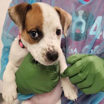Zippy -  Mixed Breed Dog for Adoption in Charleston, West Virginia - Zippy | PetCurious