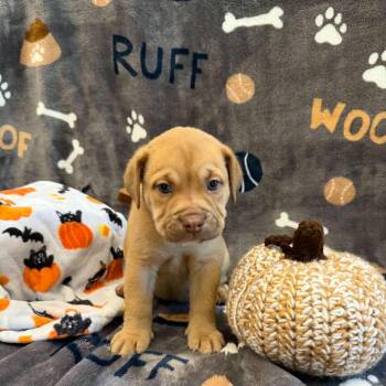 Scuttle KB -  English Bulldog and Mixed Breed Dog for Adoption in Austin, Texas - Scuttle KB | PetCurious