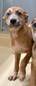 Bew -  German Shepherd Dog and Pit Bull Terrier Dog for Adoption in Burgaw, North Carolina - Bew | PetCurious