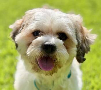 Jig -  Shih Tzu Dog for Adoption in Cumming, Georgia - Jig | PetCurious