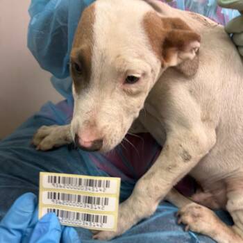Ay-Yo -  Mixed Breed Dog for Adoption in Charleston, West Virginia - Ay-Yo | PetCurious