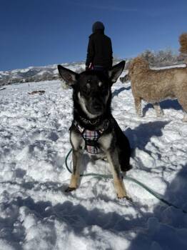German Shepherd Dog Dogs Available for Adoption - Nevada | PetCurious