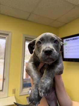 Pit Bull Terrier Dogs Available for Adoption - Molly | PetCurious