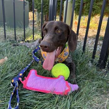 Rescue German Shorthaired Pointer Dogs for Adoption in Normal, Illinois - Tucker | PetCurious