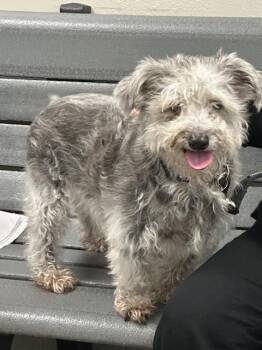 Schnauzer and Mixed Breed Dogs Available for Adoption in Rancho Cucamonga, California - JORDY | PetCurious