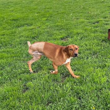 Hound and Mixed Breed Dogs Available for Adoption in Dayton, Ohio - Winston | PetCurious