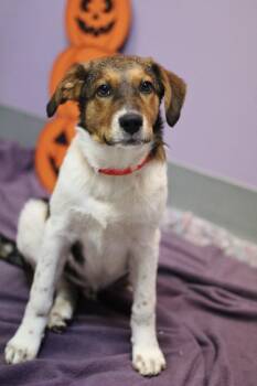Mojo in NH. Come Meet our Adoptable Dogs Wednesday-Saturday. Mor -  Hound Dog for Adoption in Manchester, New Hampshire - Mojo In NH. Come Meet Our Adoptable Dogs Wednesday-Saturday. Mor | PetCurious