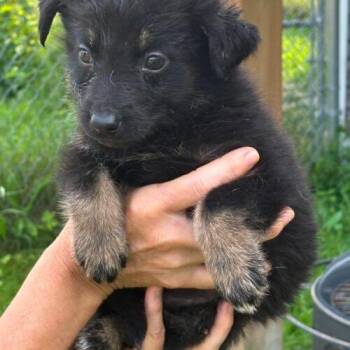Filo -  Shepherd and Husky Dog for Adoption in King City, Ontario - Filo | PetCurious