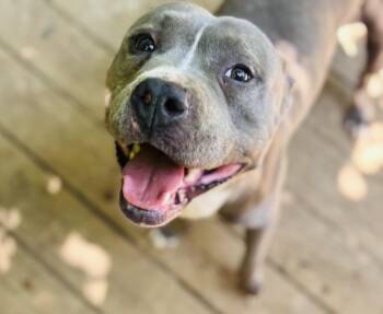Stimpy -  American Bully Dog for Adoption in Rogers, Arkansas - Stimpy | PetCurious