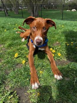 Vizsla Dogs Available for Adoption in Plainfield, Illinois - Mauney | PetCurious