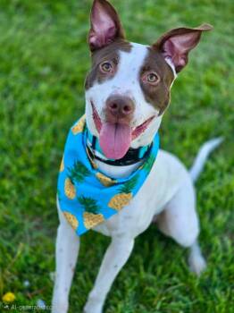 German Shorthaired Pointer and Pit Bull Terrier Dogs Available for Adoption in Effingham, Illinois - Crouton | PetCurious