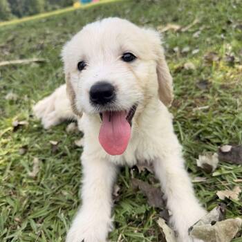 Mellow -  Goldendoodle and Labradoodle Dog for Adoption in Warrior, Alabama - Mellow | PetCurious