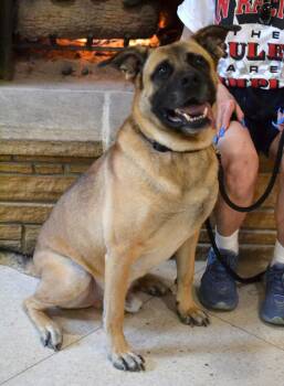 Reggie -  Mastiff and German Shepherd Dog Dog for Adoption in Memphis, Tennessee - Reggie | PetCurious