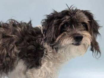 Bailey -  Maltese and Poodle Dog for Adoption in Woodbury, Minnesota - Bailey | PetCurious