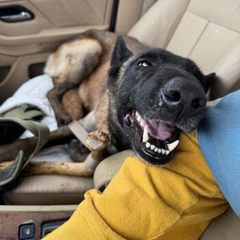 Lily -  Belgian Shepherd Malinois Dog for Adoption in Tulsa, Oklahoma - Lily | PetCurious