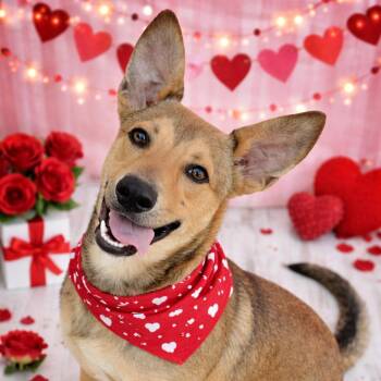 German Shepherd Dog Dogs Available for Adoption - Jake | PetCurious