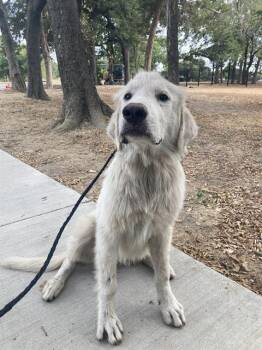 SEAGULL -  Mixed Breed and Great Pyrenees Dog for Adoption in Dallas, Texas - SEAGULL | PetCurious
