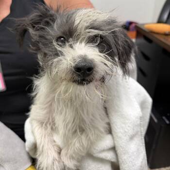 DOG (2) 08/10/2026 -  Terrier and Mixed Breed Dog for Adoption in Bullhead City, Arizona - DOG (2) 08/10/2026 | PetCurious
