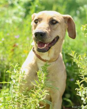 Rescue Yellow Labrador Retriever and Pit Bull Terrier Dogs for Adoption in Richland, Washington - Asuna | PetCurious