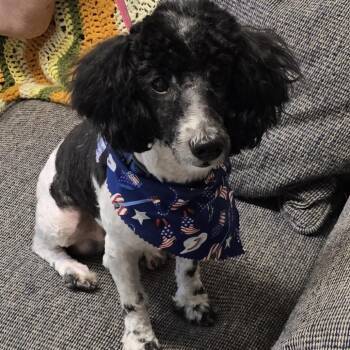 Milo -  Poodle Dog for Adoption in Lenoir, North Carolina - Milo | PetCurious
