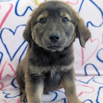 Frodo -  Golden Retriever Dog for Adoption in Watertown, New York - Frodo | PetCurious