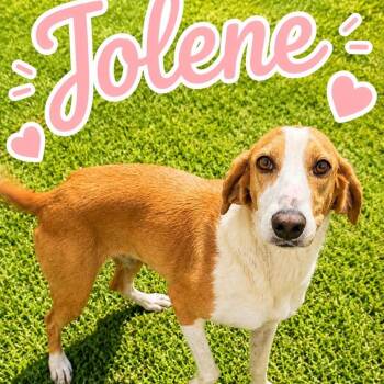 Jolene -  American Foxhound and Mixed Breed Dog for Adoption in Baton Rouge, Louisiana - Jolene | PetCurious