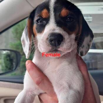 Beagle pup Female -  Beagle Dog for Adoption in Fairfax Station, Virginia - Beagle Pup Female | PetCurious