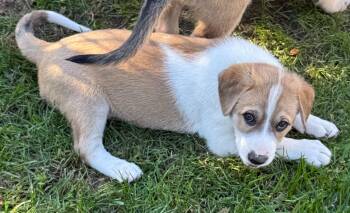 Snickerdoodle (F) -  Labrador Retriever and Great Pyrenees Dog for Adoption in Sun Prairie, Wisconsin - Snickerdoodle (F) | PetCurious