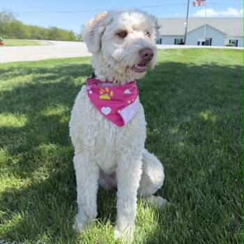 Miniature Poodle and Australian Shepherd Dogs Available for Adoption in Wapakoneta, Ohio - Daisy | PetCurious