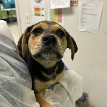 Mixed Breed Dogs Available for Adoption in Charleston, West Virginia - Swing Set | PetCurious