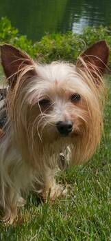 Yorkshire Terrier Dogs Available for Adoption in Milton, Georgia - Alphie | PetCurious