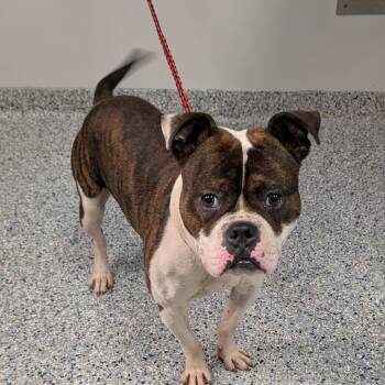Heath -  English Bulldog and Mixed Breed Dog for Adoption in Greenville, South Carolina - Heath | PetCurious