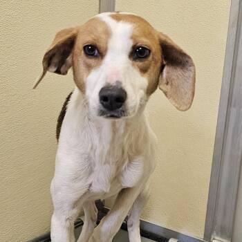Hound Dogs Available for Adoption - Lucille | PetCurious